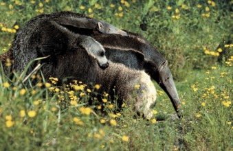 Giant anteater (Myrmecophaga tridactyla) carrying juvenile (anteater) (animals) (outside) (outdoor)