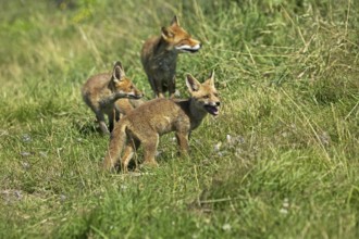 Red Fox (vulpes vulpes), Mother with Cub, Normandy