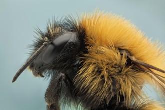 Like their relatives the honey bees, bumble bees feed on nectar and gather pollen to feed their