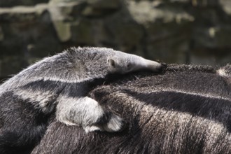 Large anteater