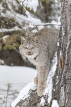 A bobcat hunts for prey in a snowy forest habitat