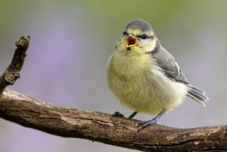 Juvenile blue tit