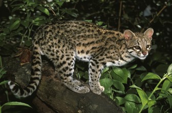 TIGER CAT OR ONCILLA (leopardus tigrinus), ADULT ON BRANCH