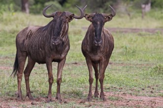 Streifengnu, blue wildebeest (Connochaetes taurinus), S