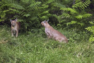 Caracal (caracal caracal), Adults standing on Grass