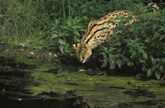 Serval (leptailurus serval), Adult Hunting