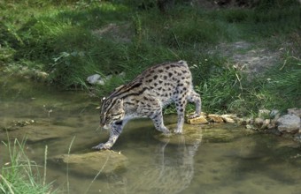 Fishing cat (prionailurus viverrinus), adult crosses water