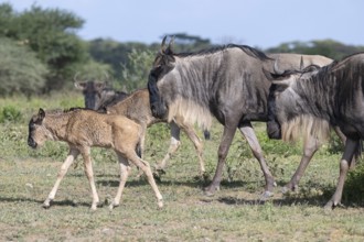 Wildebeest (Connochaetes), calf, newborn, juvenile, young, herd, Ndutu Conservation Area, Tanzania,
