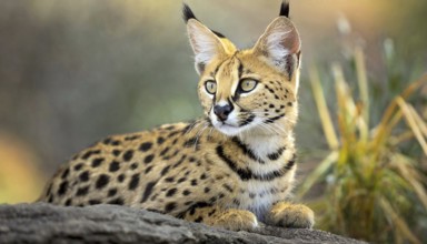 AI generated, animal, animals, mammal, mammals, biotope, habitat, a, individual, foraging,