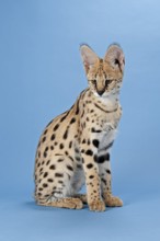 Serval (Leptailurus serval), juvenile, captive, studio photograph