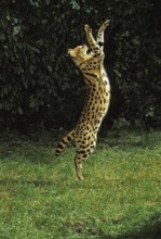 Serval (leptailurus serval), adult HUNTING ON hind legs