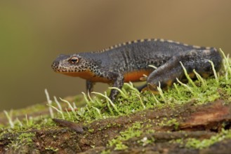 Alpine newt (Ichthyosaura alpestris) Rhineland-Palatinate, Germany, Europe