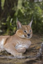 Caracal (caracal caracal)