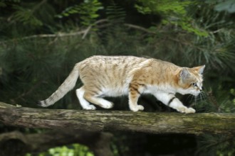 Sand cat (felis margarita), female walking on branch