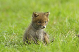 Fox cub, Vulpes vulpes, Germany, Europe