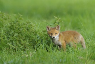 Fox cub, Vulpes vulpes, Germany, Europe
