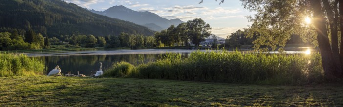 Sunset at the lake, mute swans (Cygnus olor), panoramic photo, Gaishorner See, Gaishorn am See,
