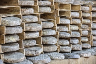 Whole cheeses at a market in France