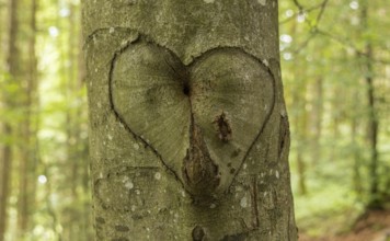 Heart, Beech, Memory, Symbol