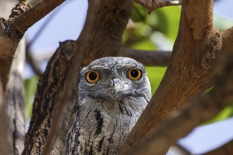 Portrait of a unique Tawny frogmouth in tropical tree, facing, Karumba, Queensland, Australia,