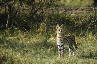 Serval (leptailurus serval), Adult, Masai Mara Park in Kenya
