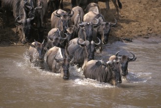 Blue Wildebeest (connochaetes taurinus), Herd crossing Mara River during Migration, Masai Mara Park
