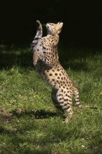Serval (leptailurus serval), adult chasing bird