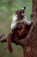 White nosed coati (Nasua narica)