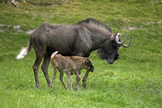 Black Wildebeest (connochaetes gnou), Female with Calf on Grass