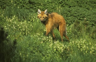 Maned wolf (chrysocyon brachyurus), adult
