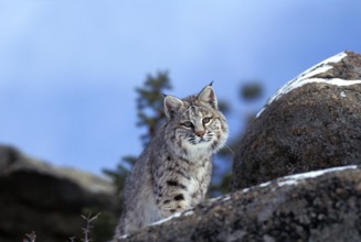 Bobcat (lynx rufus), Adult standing on Rocks, Canada, North America