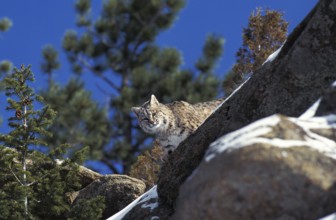 Bobcat (lynx rufus), Adult on Rocks, Canada, North America