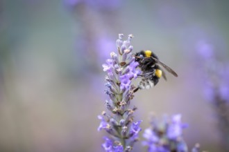 Close Up of Bumblebee on Beautiful Lavender blooming in early summer on a sunny day with soft
