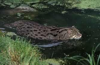 FISHING CAT (prionailurus viverrinus), ADULT IN WATER