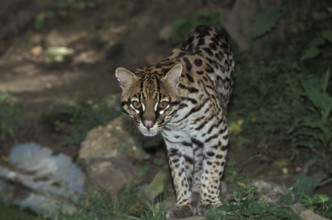 Ocelot (leopardus pardalis), adult