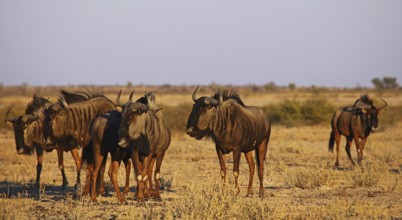 Blue wildebeests (Connochaetes taurinus) in morning light, Central Kalahari, Botswana, Botswana,