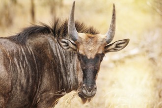 Streifengnu im Kruger NP, S