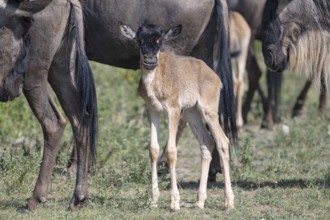 Wildebeest (Connochaetes), calf, newborn, juvenile, young animal, eye contact, Ndutu Conservation
