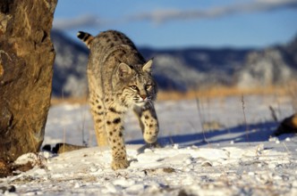 BOBCAT (lynx rufus), ADULT STANDING ON SNOW, CANADA