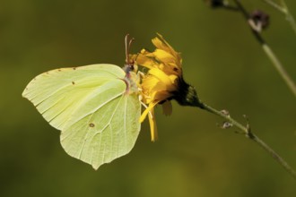 Brimstone (Gonepteryx rhamni) Rhineland-Palatinate, Germany, Europe