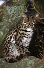 MARGAY CAT leopardus wiedi, adult SITTING ON BRANCH