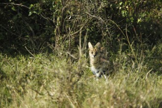 Serval (leptailurus serval), Adult standing in Long Grass, Masai Mara Park in Kenya