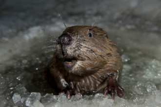 European beaver (Castor fiber), Rosenheim, Bavaria, Germany, Europe