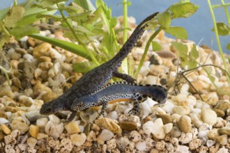 Alpine newts (Triturus alpestris), pair
