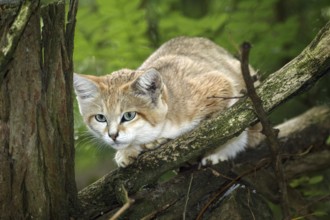 Sand cat (felis margarita), female on branch