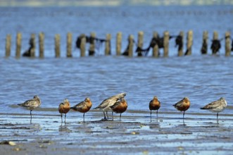 Bar-tailed Godwits on Sylt in the Wadden Sea National Park