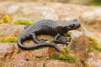 Alpine Salamander (Salamandra atra) Germany