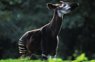 Okapi (okapia johnstoni), Adult