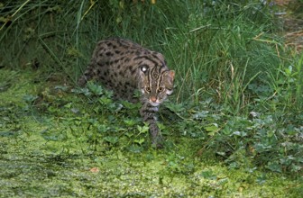 Fishing Cat (prionailurus viverrinus), Adult near Swamp