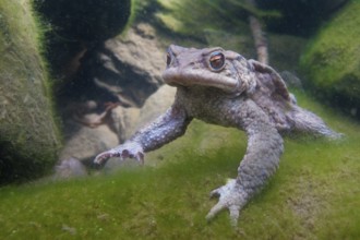 Common toad (Bufo bufo), under water, Rhineland-Palatinate, Germany, Europe